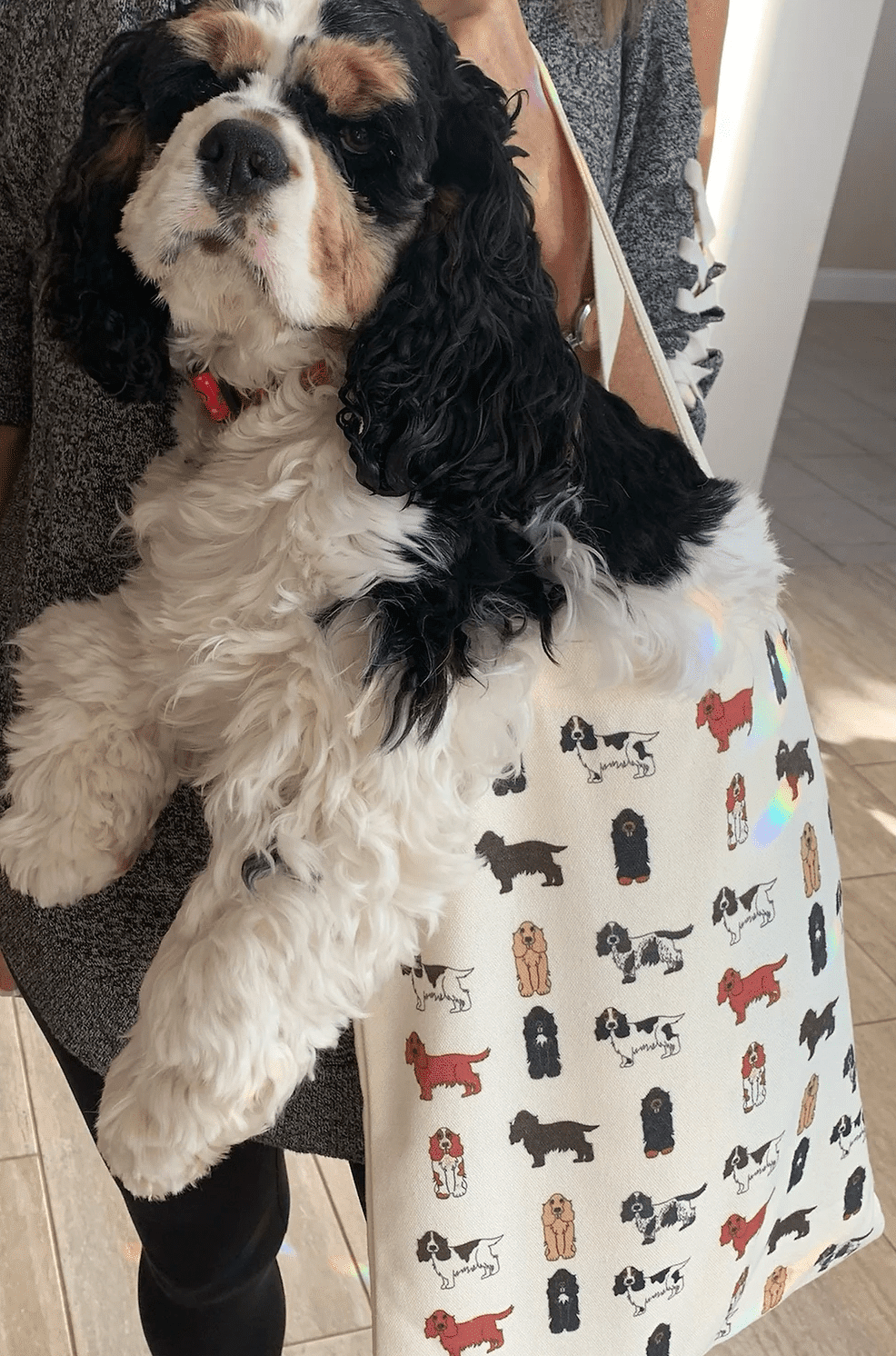 Cocker Spaniel in tote bag